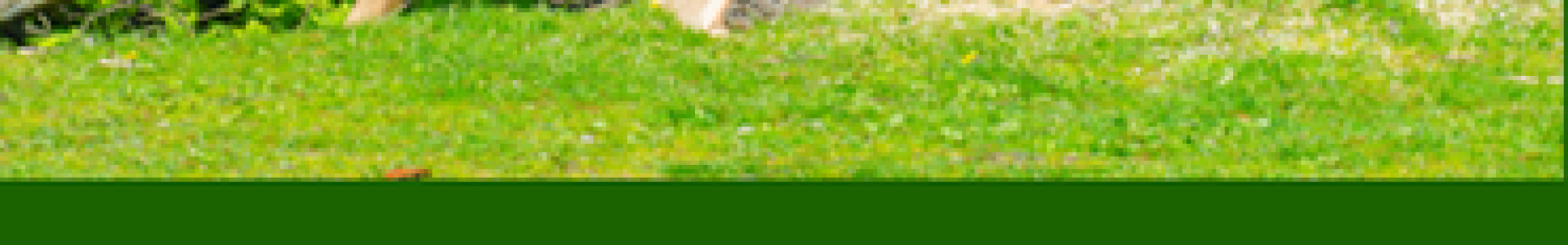 Campagne d'abattage d'arbres
